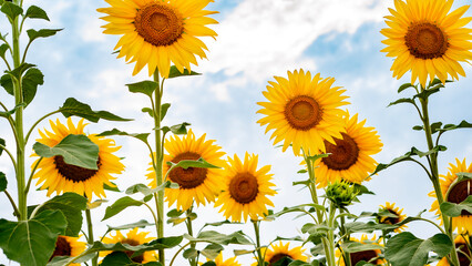 Sunflower growing in a field of sunflowers during a nice sunny summer day.