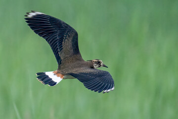 Der Kiebitz (Vanellus vanellus) 
