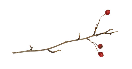 Dry twig with red berries of hawthorn isolated on white or transparent background