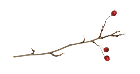 Dry twig with red berries of hawthorn isolated on white or transparent background