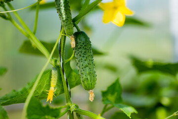 Fresh cucumbers growing in a greenhouse. Healthy fresh food.