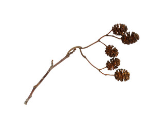 Dry twig with alder cone isolated on white or transparent background