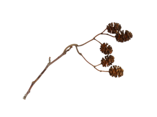 Dry twig with alder cone isolated on white or transparent background