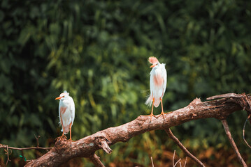 Two white Cattle Egrets perching on stem with green trees growing in background at forest at Costa Rica, animal and nature concept