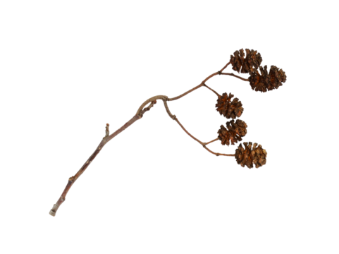 Dry twig with alder cone isolated on white or transparent background