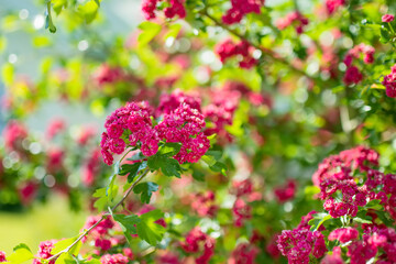 Decorative pink hawthorn flowers on the bush. Blossoming hawthorn plant in spring garden.