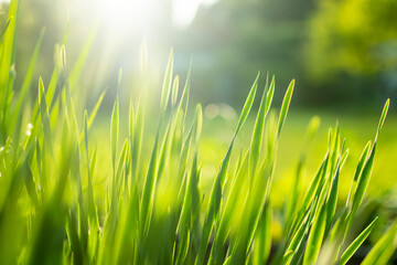 Lush uncut green grass in soft evening light. Perfect fresh lawn on summer evening.