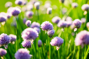 Close up of beautiful purple chives flowers blossoming in a garden. Blooming garlic flowers in soft evening light.
