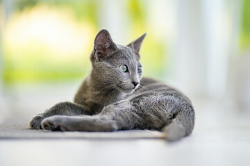 Young playful Russian Blue kitten playing by the window. Gorgeous blue-gray cat with green eyes.