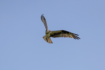 The Osprey (Pandion haliaetus) in flight. The Osprey known as fish eagle, river eagle