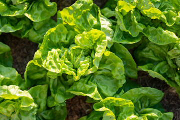 Cultivating lettuce in summer season. Growing own vegetables in a homestead. Gardening and lifestyle of self-sufficiency.
