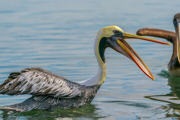 Peruvian pelican