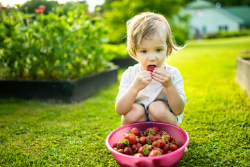 Cute toddler boy eating fresh organic strawberries on summer day. Kid having fun on a strawberry farm outdoors.