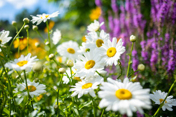 Beautiful chamomile flowers blossoming on sunny summer day. Nature scene with blooming white and yellow daisies.