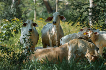 Group of brahman cows and calves grazing on grassy landscape at farm in Costa Rica, animal and...
