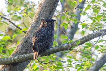 Great Horned Owl