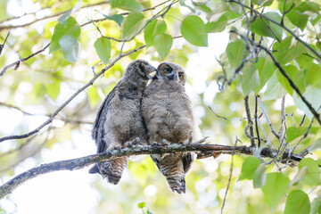 Great Horned Owl owlet