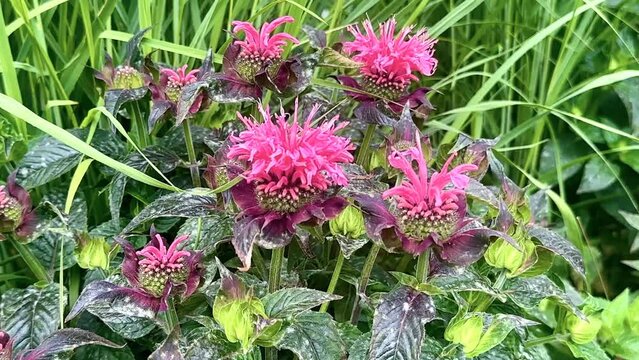 Close up of wild pink Bergamot flowers (beebalm, monarda didyma) moving in the gentle wind. 4K, UHD, 3840 &times; 2160 