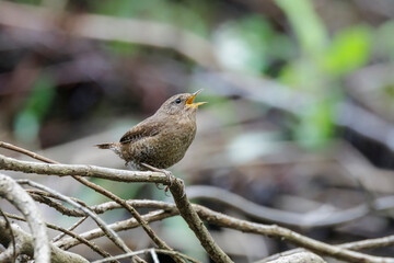 Pacific Wren bird