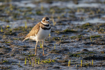 killdeer bird baby