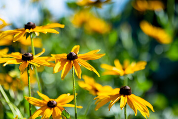 Bright yellow flowers of rudbeckia, commonly known as coneflowers or black eyed susans, in a sunny summer garden.