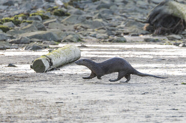 North American river otter