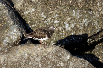 Black turnstone bird