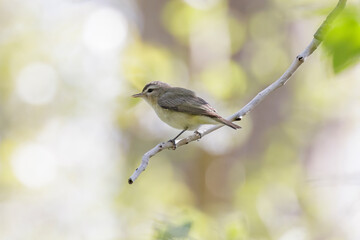 Warbling Vireo bird