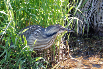 American bittern bird