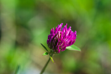 flower of a thistle