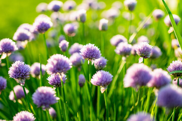 Close up of beautiful purple chives flowers blossoming in a garden. Blooming garlic flowers in soft evening light.