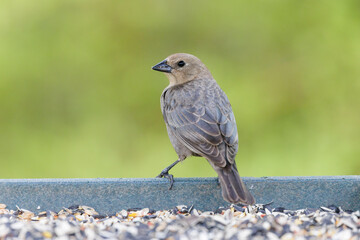 Brown headed cowbird