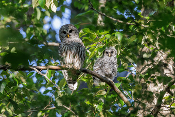 barred owl owlet