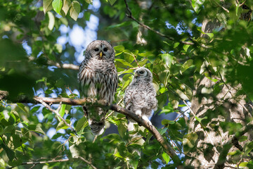 barred owl owlet