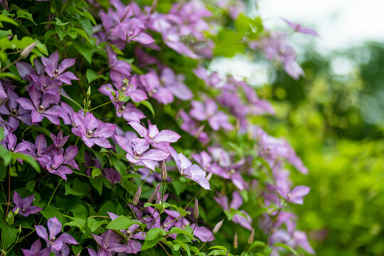 Flowering purple clematis in the garden. Flowers blossoming in summer.