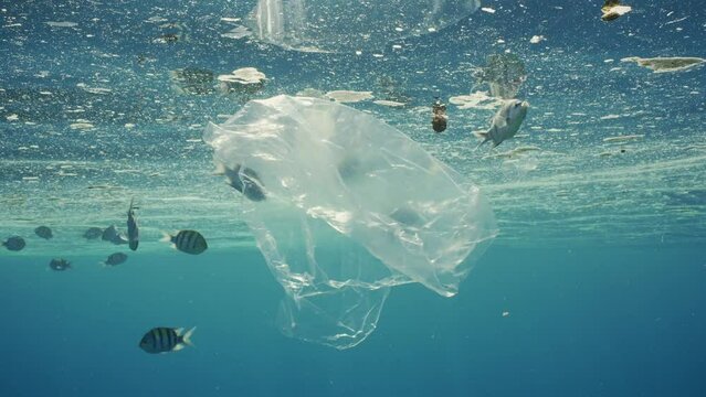 Close up of plastic bag floats of polluted surface of Ocean, fishes swims around, Slow motion of plastic bag and other debris drifting in fattty layer on surface of water on background swias fish 