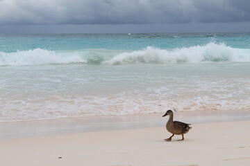 duck on the beach