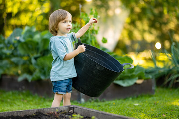 Adorable toddler boy having fun outdoors on sunny summer day. Child exploring nature. Summer activities for kids.