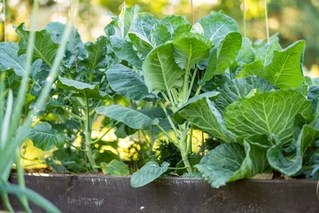 Poster Fresh organic brussels sprounts growing in the garden. Growing own fruits and vegetables in a homestead. © MNStudio