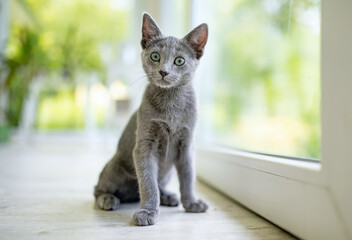 Young playful Russian Blue kitten playing by the window. Gorgeous blue-gray cat with green eyes. - obrazy, fototapety, plakaty
