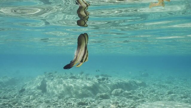 Two baby Bat fish swims in blue water on shallow, Slow motion. Pair of juvenile Batfish (Platax orbicularis) swim under surface of water reflecting off it in shallow water on bright sunny day