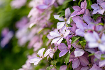 Flowering pink clematis in the garden. Flowers blossoming in summer.