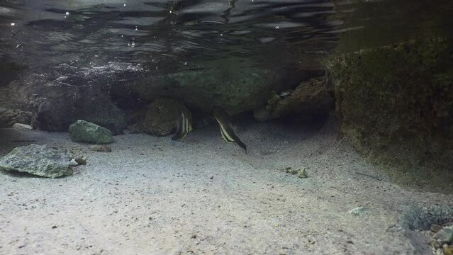 Two baby Bat fish floats near shore, slow motion. Pair of juvenile Batfish (Platax orbicularis) swims in shallow water in surf zone next to rocks over sandy bottom