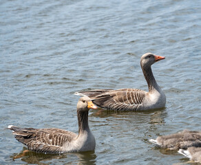 Fototapeta premium A pair of adult greylag geese on the River Bure, Norfolk Broads. Selective focus