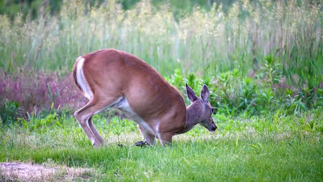 deer kneels and lies down on grassy ground chewing cud