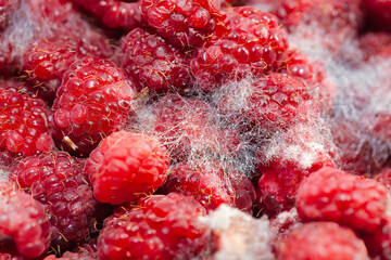 Raspberries with mold . Macro of rotten berries