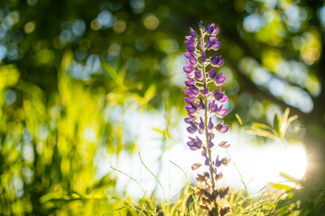 Beautiful purple lupin blossoming on flower bed on summer day