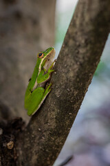 Green Tree Frog