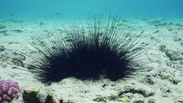 Group of black Seaurchin at sea bottom in daytime, Slow motion. Conglomerate of Black Long Spine Urchin or Long-spined sea urchin (Diadema setosum) on seabed in shallow water on bright sunny day 