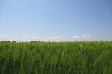 grain field b